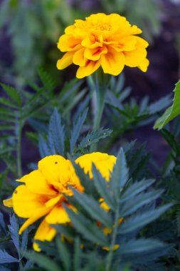 Kadife çiçekleri bahçedeki bir çalılığa yakın çekim yaparlar.
