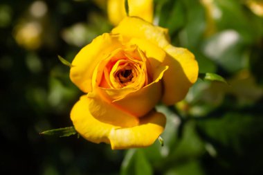 Sarı gül çiçeği bahçede büyüyor.