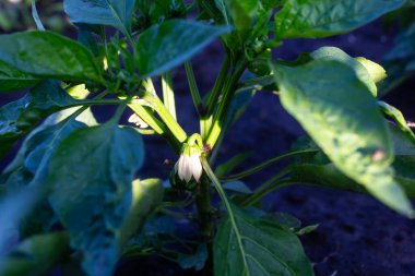 Bahçede yeşil tatlı biber yetişir. Yakın plan, biber çiçeği.