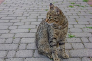 Kedi oturur, yolda uzanır. Yakın plan.