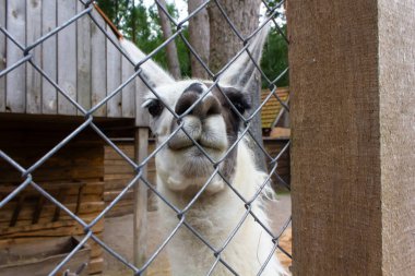 Hayvanat bahçesindeki hayvan lamaları ellerden yiyecek, lamayla yüz yüze, hayvanat bahçesindeki vahşi hayvanlar.