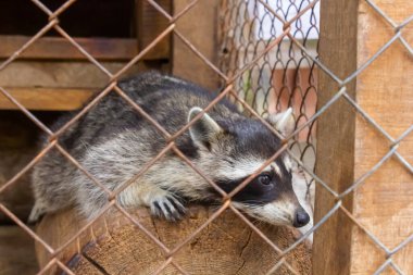 Hayvanat bahçesi kafesinde yemek yiyen iki rakun, pençelerinde kuru yiyecekler, yakın plan vahşi hayvan rakunları.