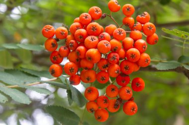 Viburnum böğürtlenleri insan eliyle tutulan bir ağaç dalına yakın çekim