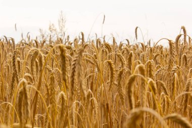 Buğday tarlası, buğday kulakları, hasat, ukraine