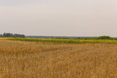 Buğday tarlası, buğday kulakları, hasat, ukraine