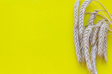 Sarı arka planda buğday başakları, Ukrayna, fotoğraf arkaplanı, metin, hasat, ekmek için boş alan