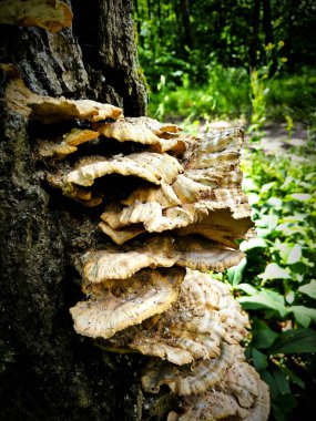      Ormanda bir ağaçta samanlıkta mantar mantarı