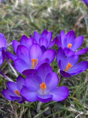 Crocus Çiçekleri, Bahar Çiçekleri