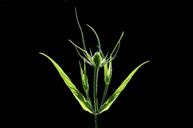 La cardere une fleur adoree par les chardonnerets