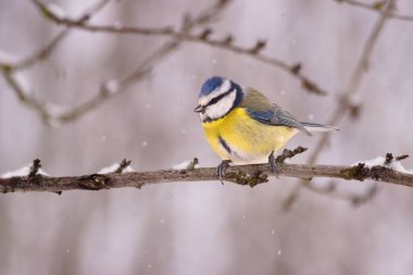 la mesange bleue un petit oiseau au grand charme