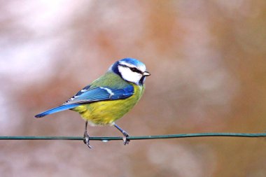 la mesange bleue un petit oiseau au grand charme