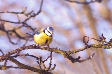 la mesange bleue un petit oiseau au grand charme