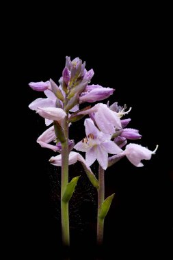 Koyu arkaplanda güzel çiçekler