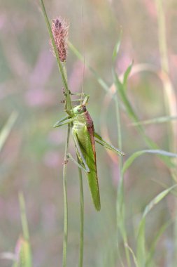 Çimlerde yeşil çekirge