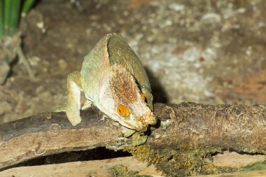 Bu sürüngen yaratığın adı Chamaleon rengini değiştirebiliyor ve sürüngen ve kertenkele ailesine ait. Chamaelon kılık değiştirmede ve saklambaç oynamada harikadır. Ağaçta yaşayan bir hayvandır..