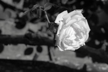 Baharda bahçemizde çiçek açan Whire, gün batımının sıcak günışığında resmedilen. Fotoğraf siyah beyaz, Doetnchem, Hollanda 'da çekildi..