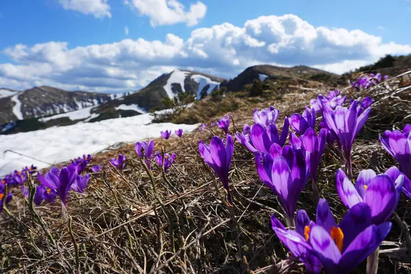 Arka planda Karlı Dağlar ve Ukrayna Karpatları 'nda açan bahar timsahları. Ukrayna Karpatları 'nın güzel dağlık arazisi. Mor kır çiçekleri bir dağ yamacında çiçek açıyor. Chornohora Ridge, Ukrayna 'da ilkbahar başları.