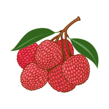 Yeşil Yapraklı Taze Lychee Meyveleri Serisi Vektör Çizim Sanat Tasarımı