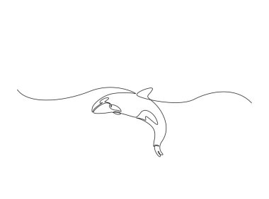 Okyanustaki katil balina tasviri. Katil balina balinasının aralıksız çizimleri.