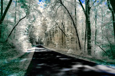 Yoğun bir ormanda süzülen sakin bir yol, ağaçlar canlı yapraklar sergiliyor. Sahne, yaprakların arasından süzülen yumuşak güneş ışığıyla aydınlanıyor ve sakin bir atmosfer yaratıyor..