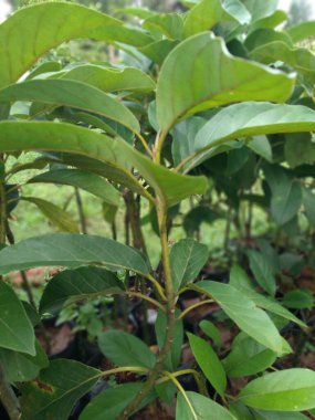 Avokado bitkisi tohumu (İngilizce: Avokado tohum in polybags), bu bitki timsah armudu ya da avokado armudu (Persea americana) olarak da bilinir, defne familyasından (Lauraceae) ve persea cinsinden bir ağaçtır..