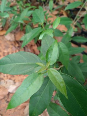 Yeşil çimen jölesi üreten Cyclea barbata (yeşil çimen jölesi) ve Premna trichostoma (çalı jölesi) bitkileri