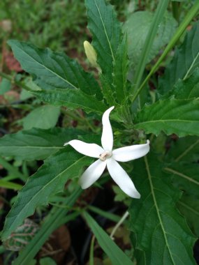 Hippobroma longiflora, Campanulaceae familyasından bir bitki türü. Hippobroma cinsindeki tek türdür.