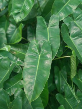 Philodendron burle-marxii, Endonezya 'da, Philodendron familyasından bir bitki türü..