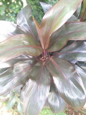 Cordyline fruticosa, Asparagaceae familyasından bir bitki türü. Bu bitki Ti bitkisi, palmiye zambağı, lahana palmiyesi, hanjuang ve merah gibi çeşitli yaygın isimlerle bilinir..