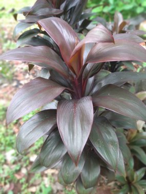 Cordyline fruticosa, Asparagaceae familyasından bir bitki türü. Bu bitki Ti bitkisi, palmiye zambağı, lahana palmiyesi, hanjuang ve merah gibi çeşitli yaygın isimlerle bilinir..
