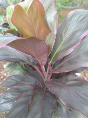 Cordyline fruticosa, Asparagaceae familyasından bir bitki türü. Bu bitki Ti bitkisi, palmiye zambağı, lahana palmiyesi, hanjuang ve merah gibi çeşitli yaygın isimlerle bilinir..