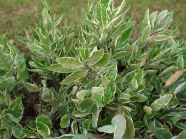 Zigzag bitkisinin ya da Euphorbia titimaloides 'in ya da Pedilanthus timaloides' in yakınları Şeytan 'ın Omurgası olarak bilinir çünkü sapları zigzag deseninde büyür.