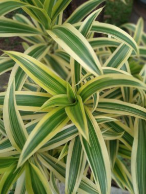 Endonezya 'da Suji kuning, Suji hias, Suji varigata olarak adlandırılır.