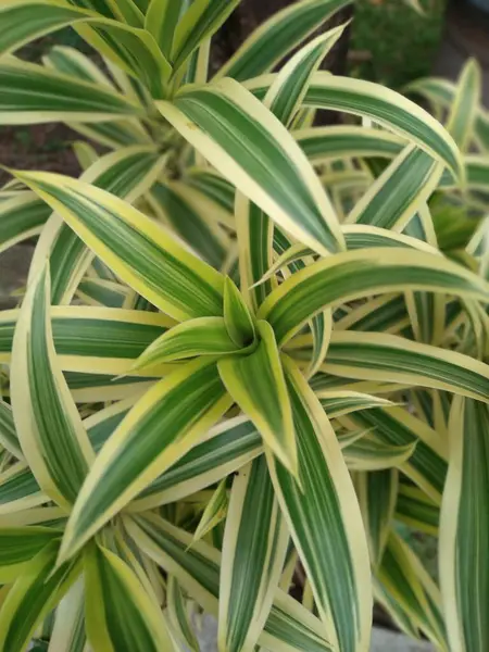 Endonezya 'da Suji kuning, Suji hias, Suji varigata olarak adlandırılır.