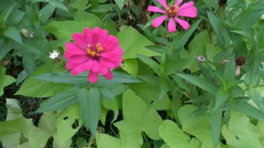 Zinnia Pembe Çiçeği veya Zinnia Elegalıları - Zinnia Anggun