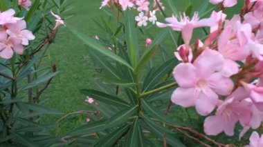 Nerium zakkum ya da Pembe kaner bitkisinin Arali çiçeği, Kanavellam, Suprasam, Hindistan zakkum, Kokulu zakkum, Güney Denizi gülü, Tatlı zakkum ve Jeplin çiçeği gibi başka isimleri de vardır.