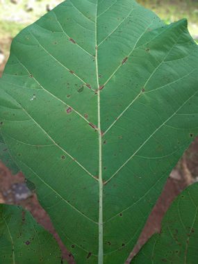 Meşe yapraklarının üstünden, geniş taze yapraklar. Meşe ağacı yapraklarının güzel dokusu ve damarlarının ayrıntıları. Yeşil yaprak dokusu arkaplanı