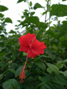 Hibiscus rosa sinensis, ayrıca çiçek ayakkabısı veya Hibiscus çiçeği olarak da bilinir, çiçekleri kırmızı, beyaz, sarı, turuncu ve pembedir, bu bitki türü Hibiscus familyasından Malvaceae familyasındandır.