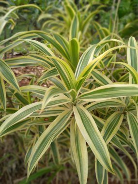 Dracaena reflexa bitkisi - Endonezya 'da Suji kuning, Suji hias, Suji varigata