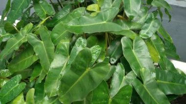 Philodendron burle-marxii, Endonezya 'da, Philodendron familyasından bir bitki türü.