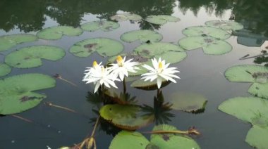Beyaz nilüfer çiçeği, Nymphaeaceae familyasından bir bitki türü. Su bitkileri de dahil. Birçok renk ve boyut tipi