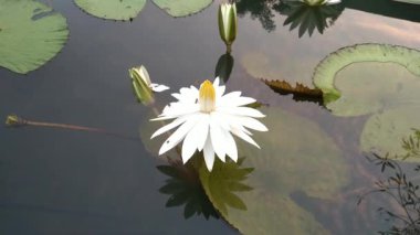 Beyaz Nilüfer çiçeğinin güzelliği ve sarı polenleri üzerinde tünemiş bir sürü küçük böcek, Sucul Bitkileri