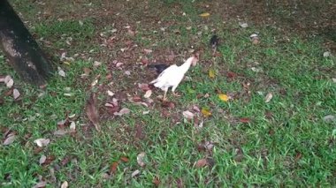 Anne tavuk ve yavruları bahçede yiyecek arıyorlar.
