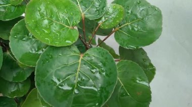 Polyscias scutellaria ya da Mangkokan bitkisi, Polyscias familyasından bir bitki türü. Bu bitkinin salata, vücut bakımı ve bitkisel ilaçlar gibi birçok faydası vardır.