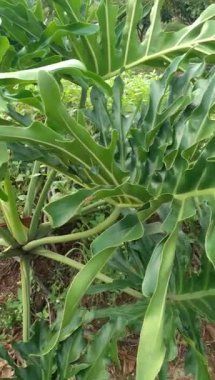 Thaumatophyllum bipinnatifidum veya Philodendrum bipinnatifidum bahçede, Philodendrum selloanum, Split leaf Philodendron, Lace tree Philodendron, Horsehead Philodendron