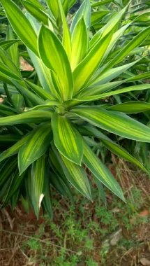 Dracaena reflexa, Hindistan 'ın şarkısı veya Jamaika' nın şarkısı olarak adlandırılan, Mozambik, Madagaskar ve Mauritius 'a özgü bir ağaçtır.