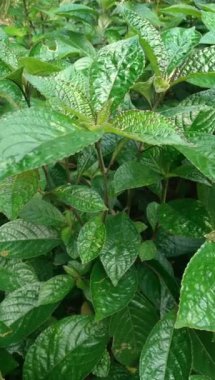 Strobilanthes crispa Madagaskar 'dan gelen bir çalılıktır. Acanthaceae familyasından Endonezya 'da Strobilanthes familyasından bir bitki türüdür.