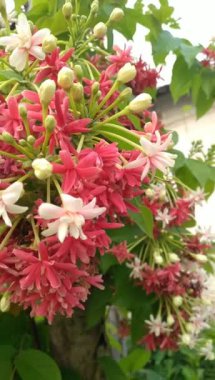 Combretum indicum or Rangoon creeper or Burma creeper is a vine with red flower clusters which is native to tropical Asia. in Indonesia it's called Ceguk flower plant or Dutch jasmine flower