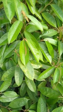 Durio zibethinus Bitki Tohumları. Bu bitki Durio familyasından Malvaceae familyasından bir bitki türü. Genellikle Durian bitkisi olarak bilinir.