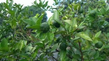 Limonlu meyve bitkisi veya bahçeden yeni çıkmış Citrus amblycarpa. Endonezya 'da bu meyvenin adı Bitki Jeruk limuzini veya Jeruk sambal.